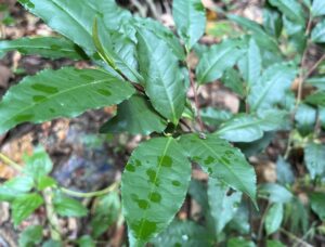 茶樹葉子邊緣會有鋸齒狀