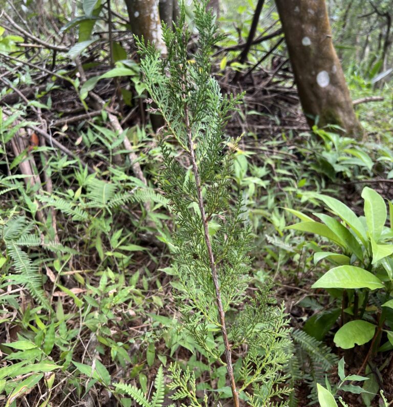 台灣扁柏 – Pure Green Foundation 綠色公益基金會